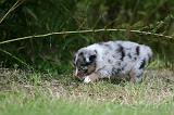 BERGER AUSTRALIEN PUPPIES 810